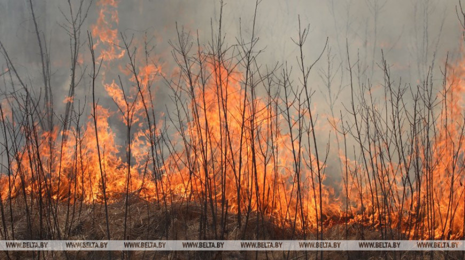 МЧС напомнило об опасности сжигания сухой растительности